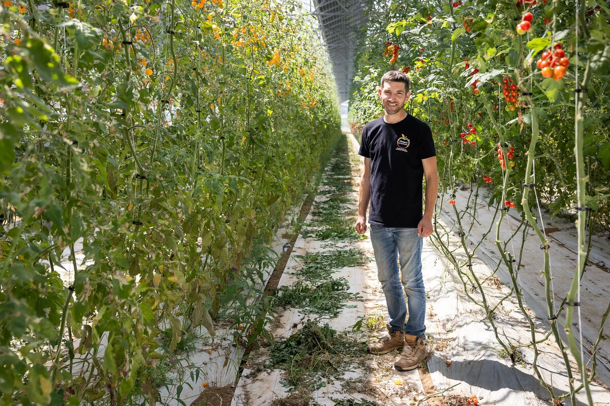 Bertrand Gazeau, du Domaine Chaillou, dans sa serre de tomates bio